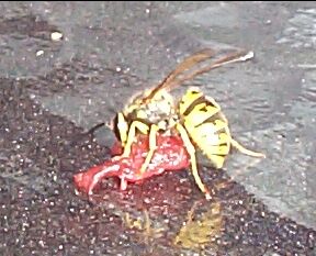 Here is a photo of a wasp, I was surprised at how fast it ate the piece of meat